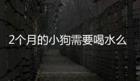2個(gè)月的小狗需要喝水么