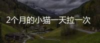 2個月的小貓一天拉一次屎正常嗎(2個月的小貓一天拉一次屎怎么辦)