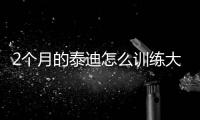 2個月的泰迪怎么訓(xùn)練大小便(兩個月的泰迪喂食標(biāo)準(zhǔn))