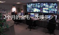 2個月的金毛一次喂多少狗糧(2個月大的金毛一天喂幾次)