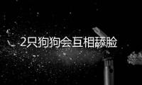 2只狗狗會互相舔臉