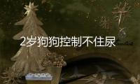 2歲狗狗控制不住尿
