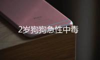 2歲狗狗急性中毒
