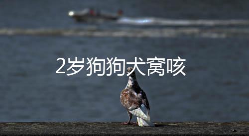 2歲狗狗犬窩咳