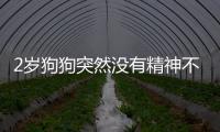 2歲狗狗突然沒有精神不振