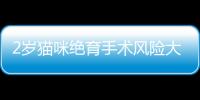 2歲貓咪絕育手術(shù)風(fēng)險大嗎？兩歲貓咪絕育會有生命危險嗎