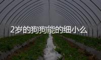2歲的狗狗能的細(xì)小么