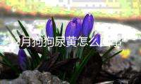 2月狗狗尿黃怎么回事
