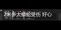 2米多大蟒蛇受傷 好心司機出手相救