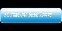 300畝螃蟹塘因泄洪被淹 一夜損失百萬，幾十萬貸款打水漂