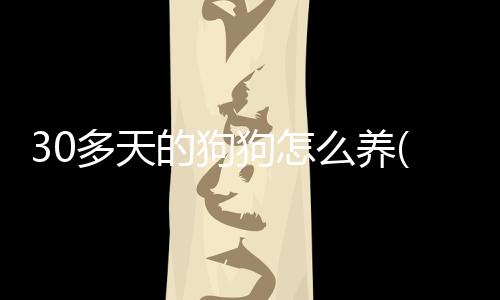 30多天的狗狗怎么養(40天的狗狗怎么訓練)