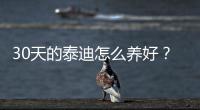 30天的泰迪怎么養好？30天的泰迪怎么養胖