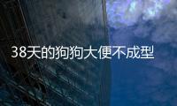 38天的狗狗大便不成型