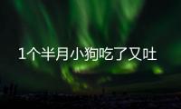 1個(gè)半月小狗吃了又吐