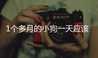 1個多月的小狗一天應該吃幾餐