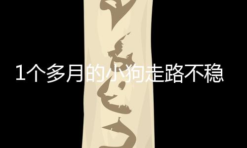 1個(gè)多月的小狗走路不穩(wěn)