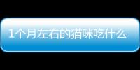 1個(gè)月左右的貓咪吃什么好呢？1個(gè)月左右的貓咪吃什么好養(yǎng)活
