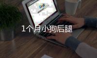 1個月小狗后腿