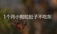 1個(gè)月小狗拉肚子不吃東西怎么回事啊