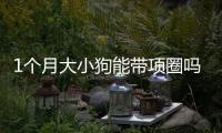 1個(gè)月大小狗能帶項(xiàng)圈嗎