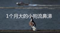 1個月大的小狗流鼻涕