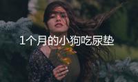 1個月的小狗吃尿墊