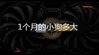 1個月的小狗多大