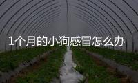 1個月的小狗感冒怎么辦啊