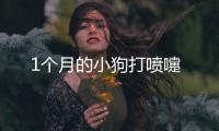 1個月的小狗打噴嚏