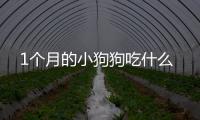 1個月的小狗狗吃什么