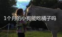 1個(gè)月的小狗能吃橘子嗎