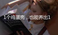 1個雞蛋殼，也能養出1盆美美的多肉，好看、實用