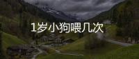 1歲小狗喂幾次