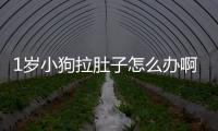 1歲小狗拉肚子怎么辦啊