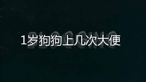 1歲狗狗上幾次大便
