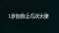 1歲狗狗上幾次大便