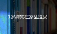 1歲狗狗在家亂拉尿