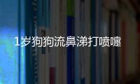 1歲狗狗流鼻涕打噴嚏