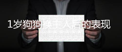 1歲狗狗換主人后的表現(xiàn)