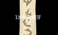 1歲狗狗磨牙