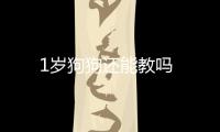 1歲狗狗還能教嗎