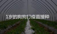 1歲的狗狗打疫苗接種
