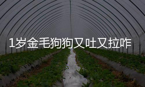 1歲金毛狗狗又吐又拉咋辦