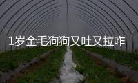 1歲金毛狗狗又吐又拉咋辦