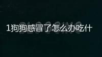 1狗狗感冒了怎么辦吃什么藥