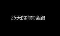 25天的狗狗會跑