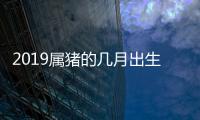 2019屬豬的幾月出生最好命運（2019屬豬的幾月出生最好）