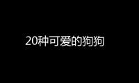 20種可愛的狗狗