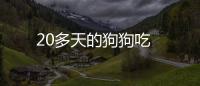 20多天的狗狗吃