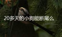 20多天的小狗能斷尾么
